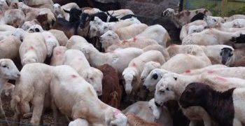 شارعنا صار “زريبة” في العيد!